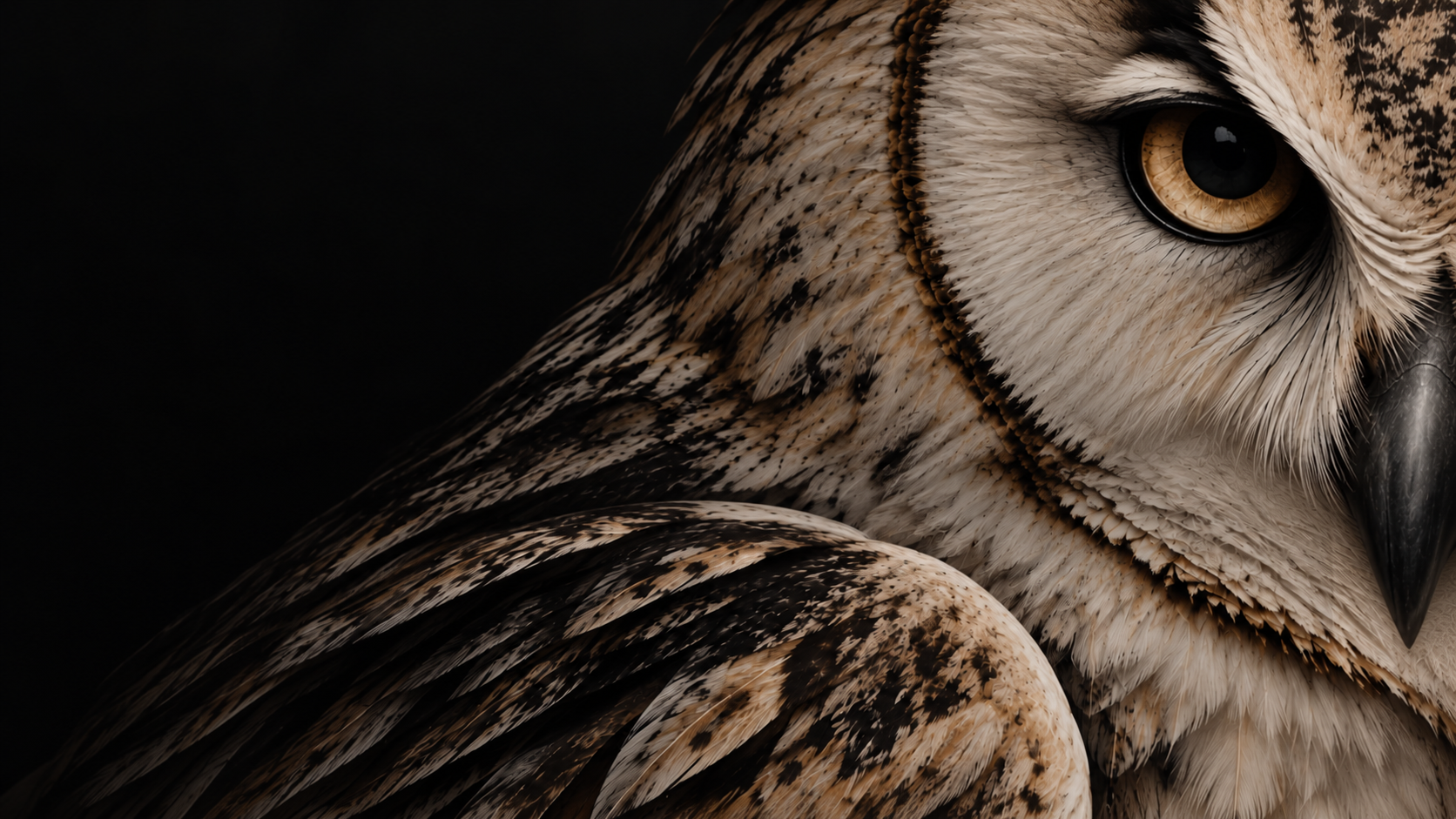 NOEMACADEMIC owl